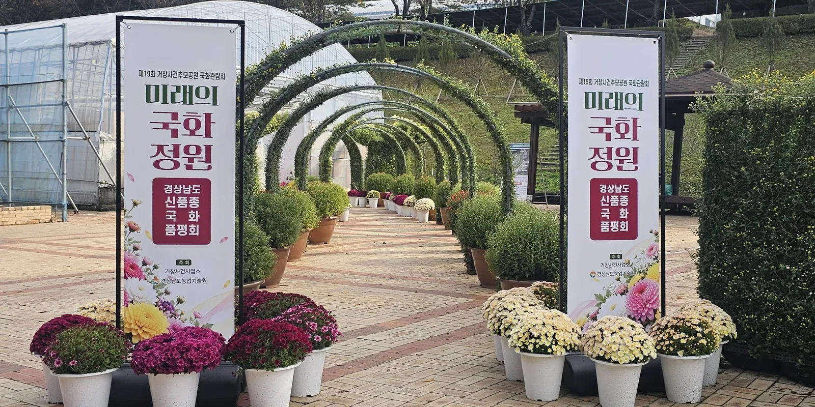 경남 육성 국화 126종, 거창사건추모공원서 선보여