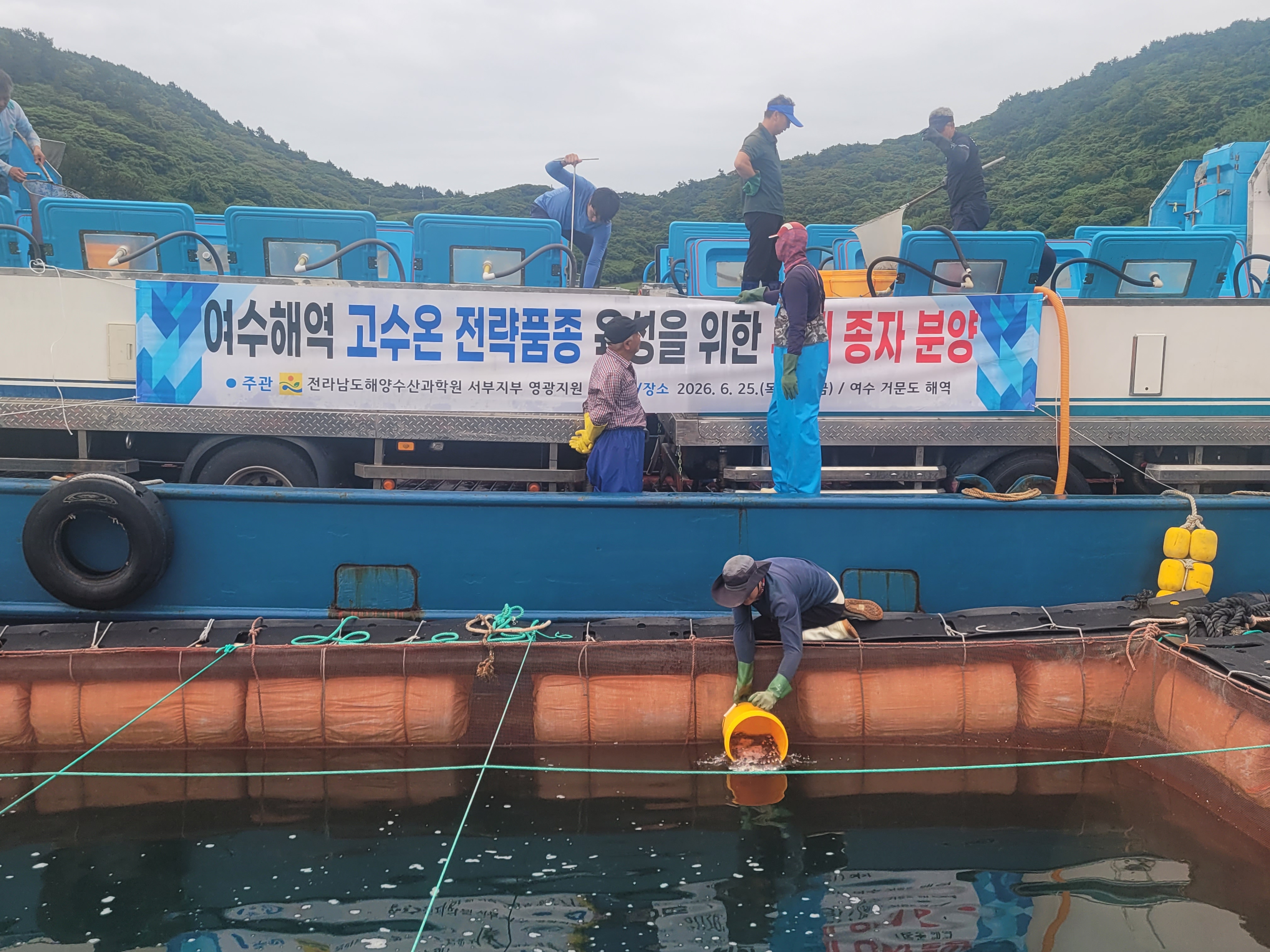 전남해수원이 여수 거문도 해상가두리에서 고수온 대응 부세 종자 20만 마리를 분양하고 있다